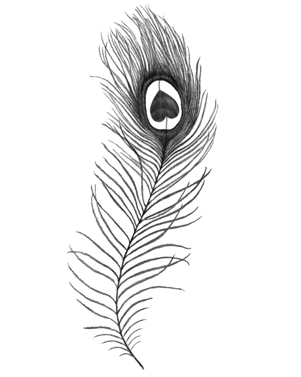 Feather Drawing Step By Step at GetDrawings | Free download