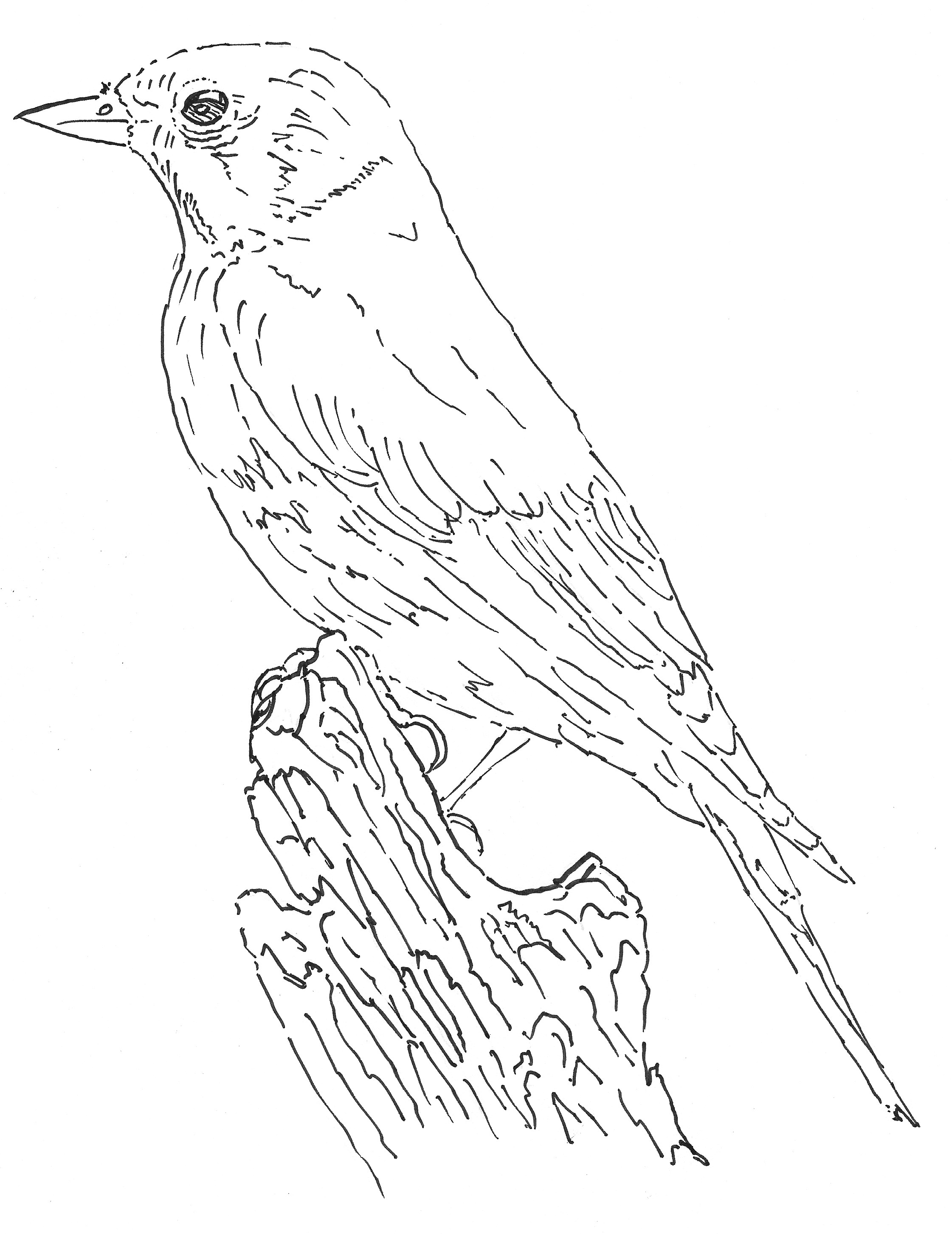 Feather Line Drawing at GetDrawings | Free download