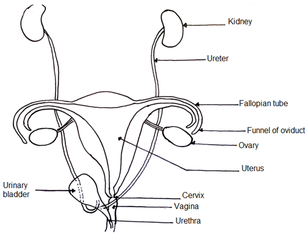 Female Reproductive System Drawing at GetDrawings | Free download