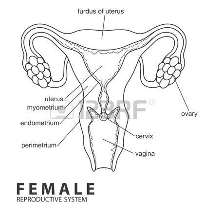 Female Reproductive System Drawing at GetDrawings | Free download