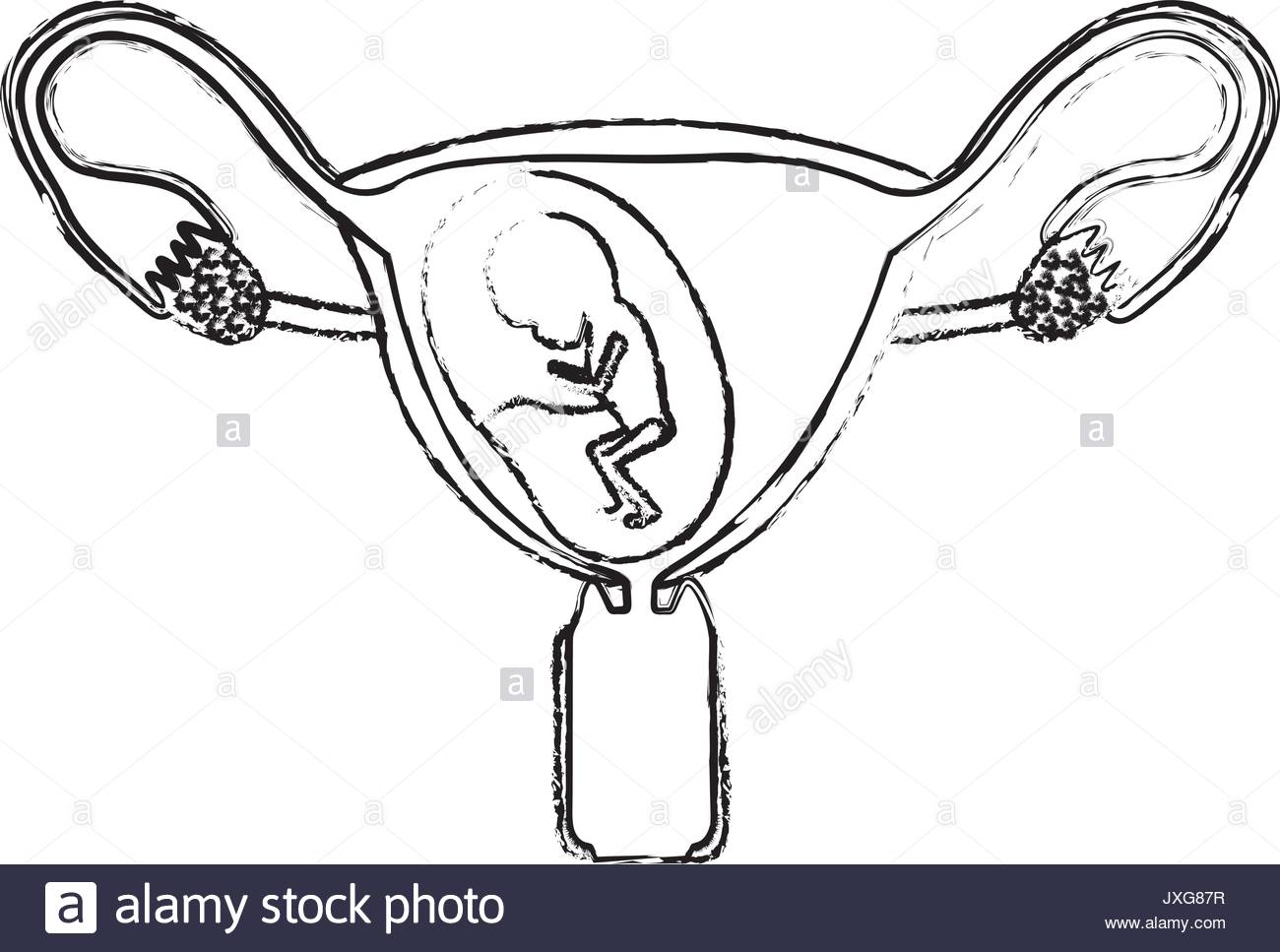 Female Reproductive System Drawing At Getdrawings Free Download 1130