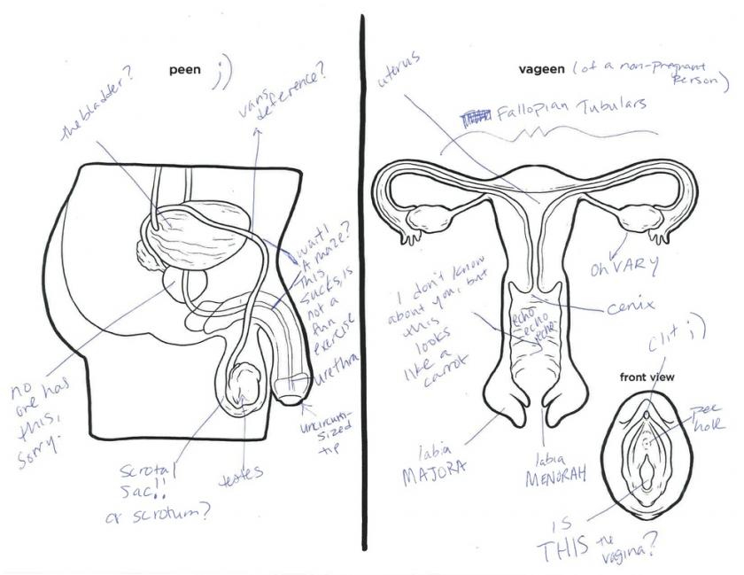 The best free Reproductive drawing images. Download from ...
