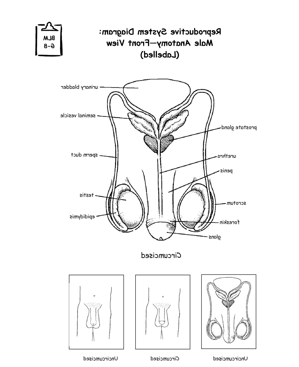 Female Reproductive System Drawing At Getdrawings