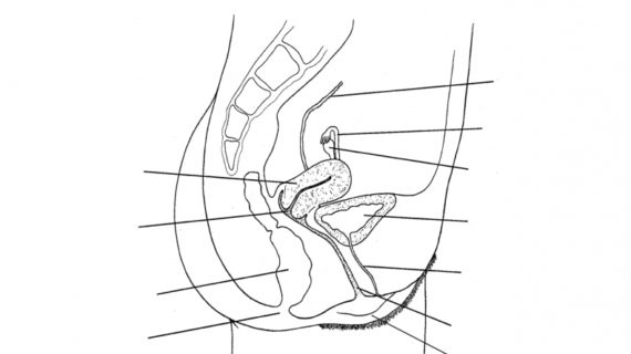 Female Reproductive System Drawing at GetDrawings | Free ...