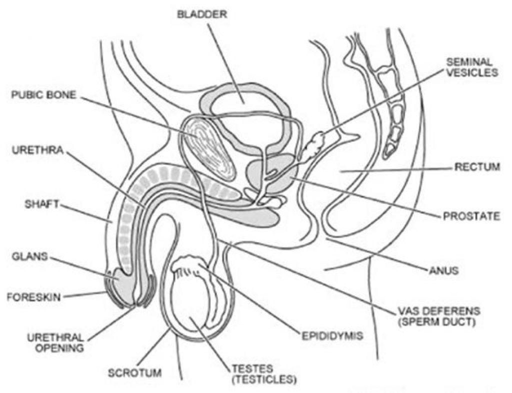 Female Reproductive System Drawing at GetDrawings Free