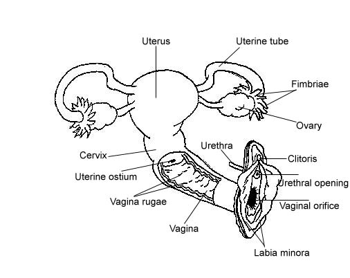 Female Parts Of The Reproductive System / Female Internal Organs Female