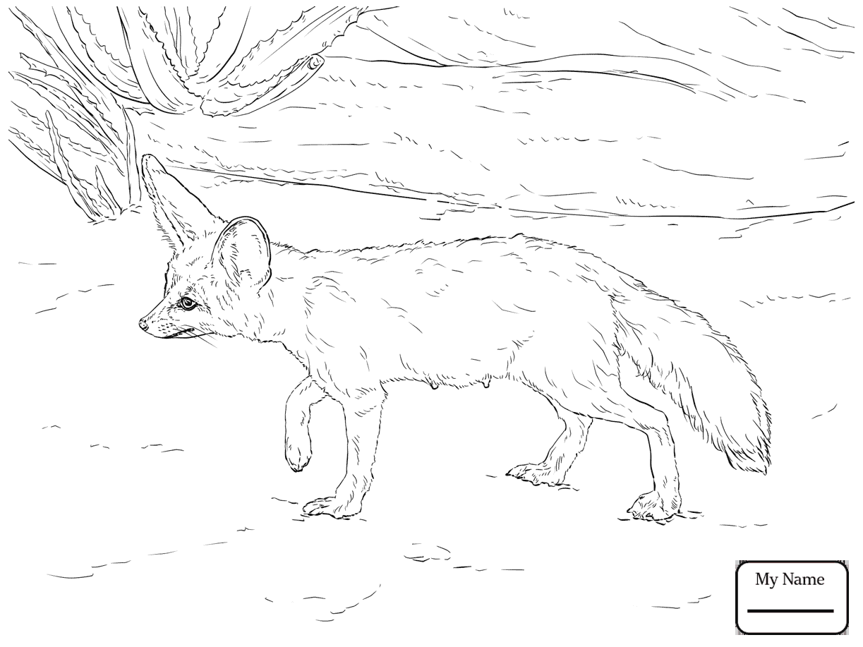 Обыкновенная лисица раскраска
