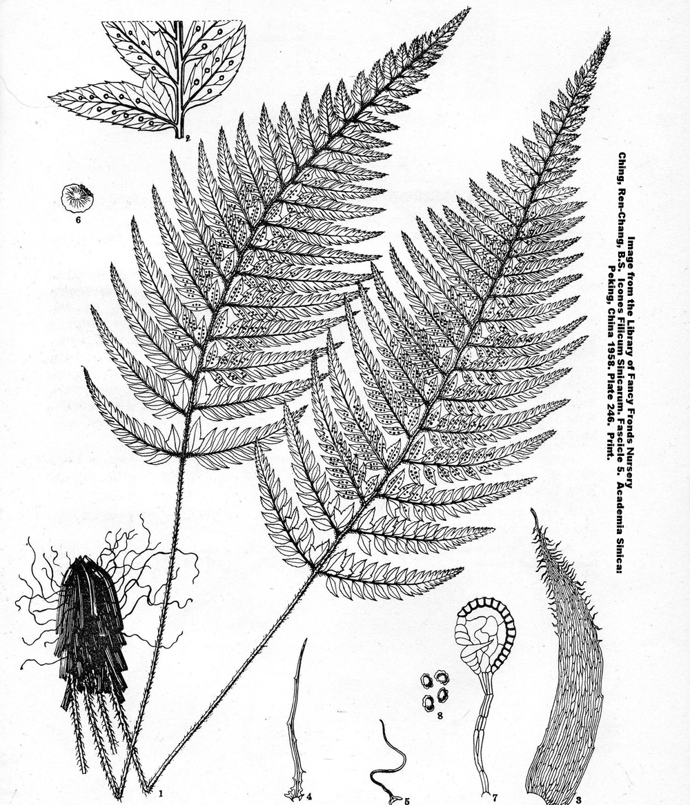 Fern Botanical Drawing at GetDrawings Free download