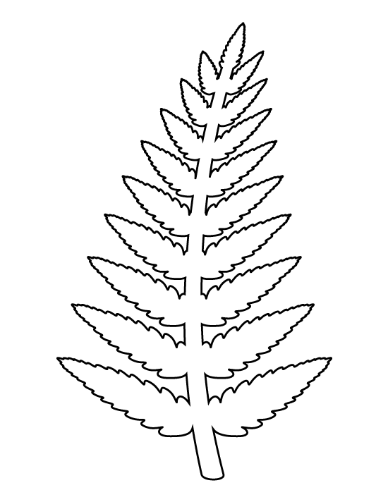 Fern Leaf Drawing at GetDrawings Free download