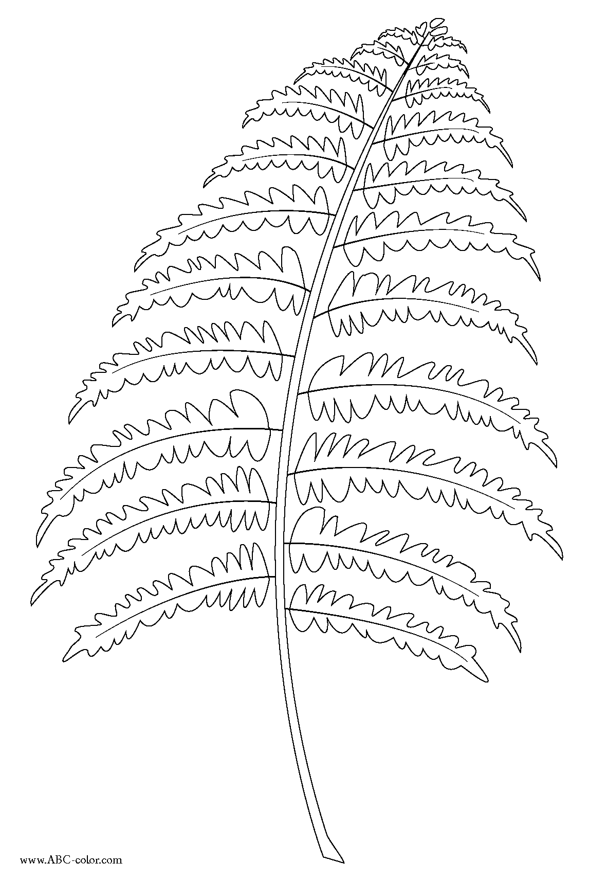 Fern Leaf Drawing at GetDrawings Free download