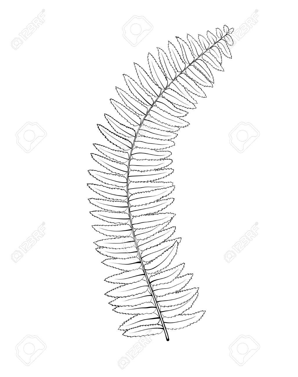 Fern Leaf Drawing At GetDrawings | Free Download