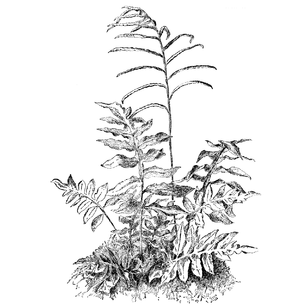 Fern Line Drawing at GetDrawings Free download