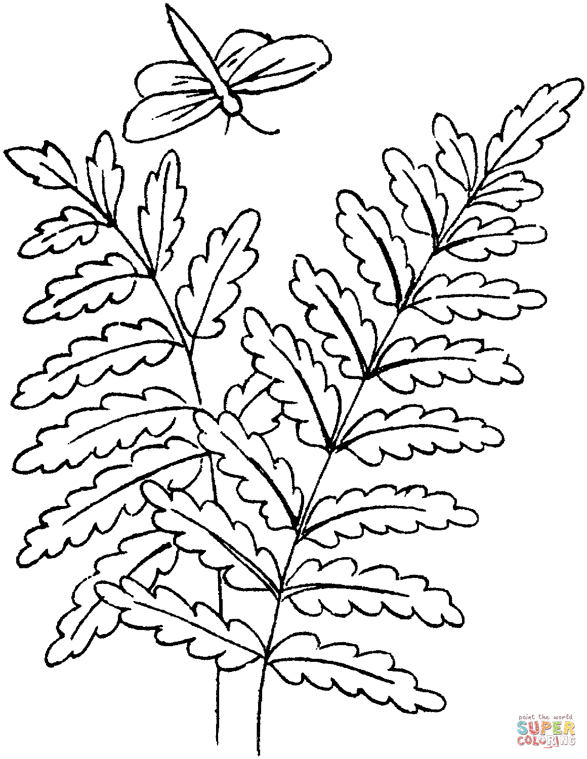 Раскраска растения папоротник