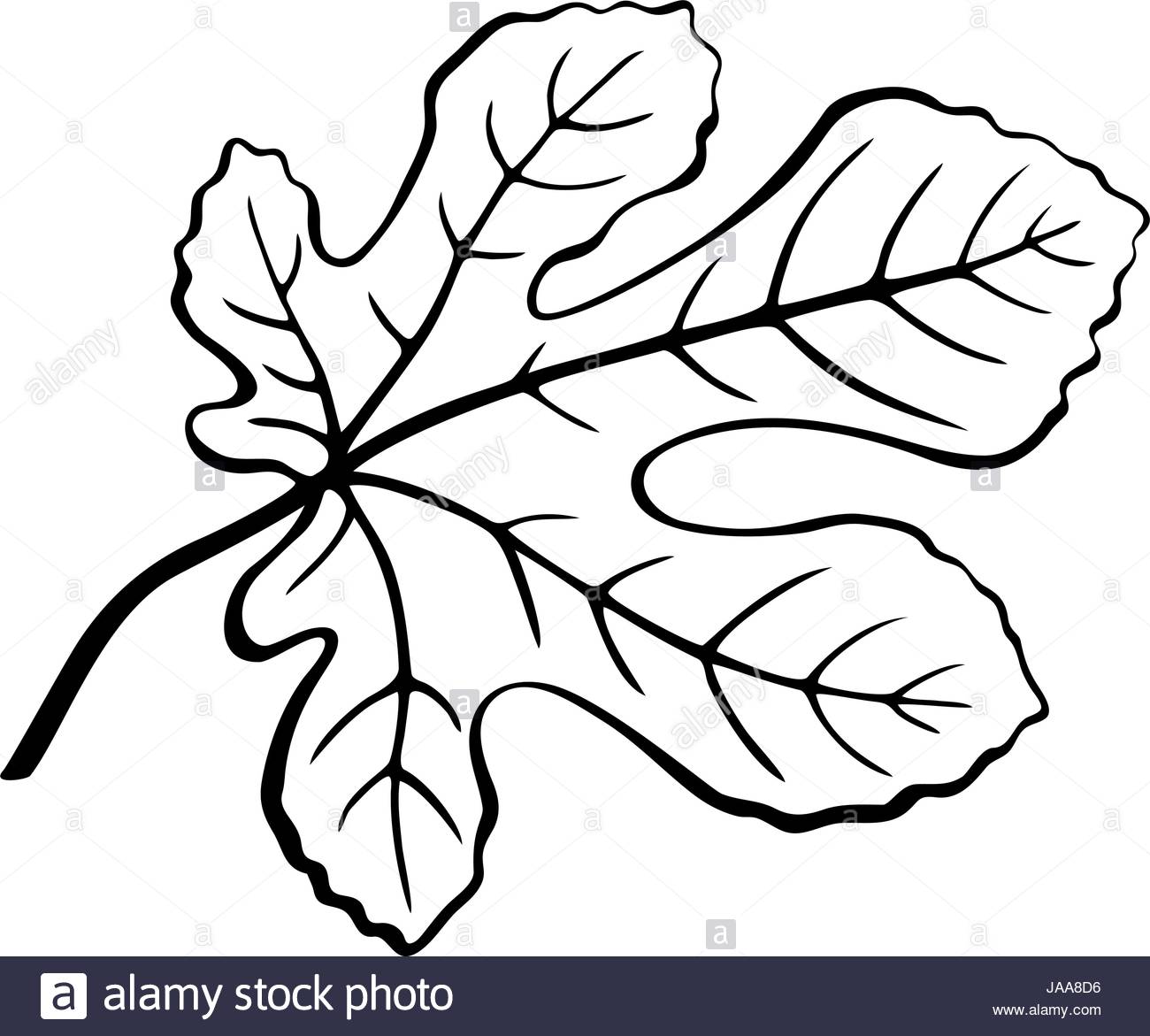 fig-leaf-drawing-at-getdrawings-free-download