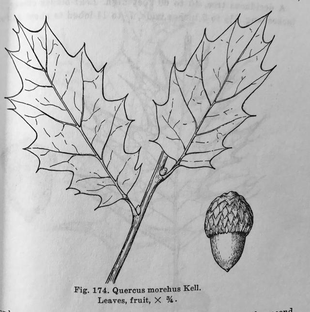Fig Leaf Drawing at GetDrawings | Free download