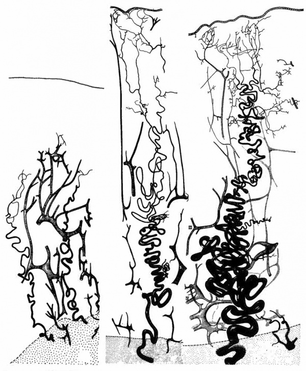 Fig Tree Drawing at GetDrawings | Free download