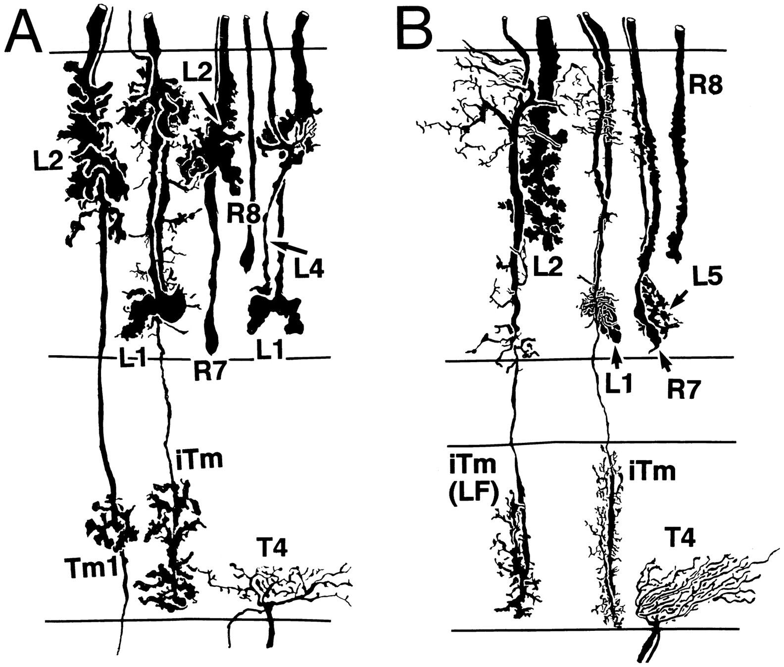 fig-tree-drawing-at-getdrawings-free-download