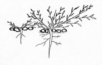 Fig Tree Drawing at GetDrawings | Free download