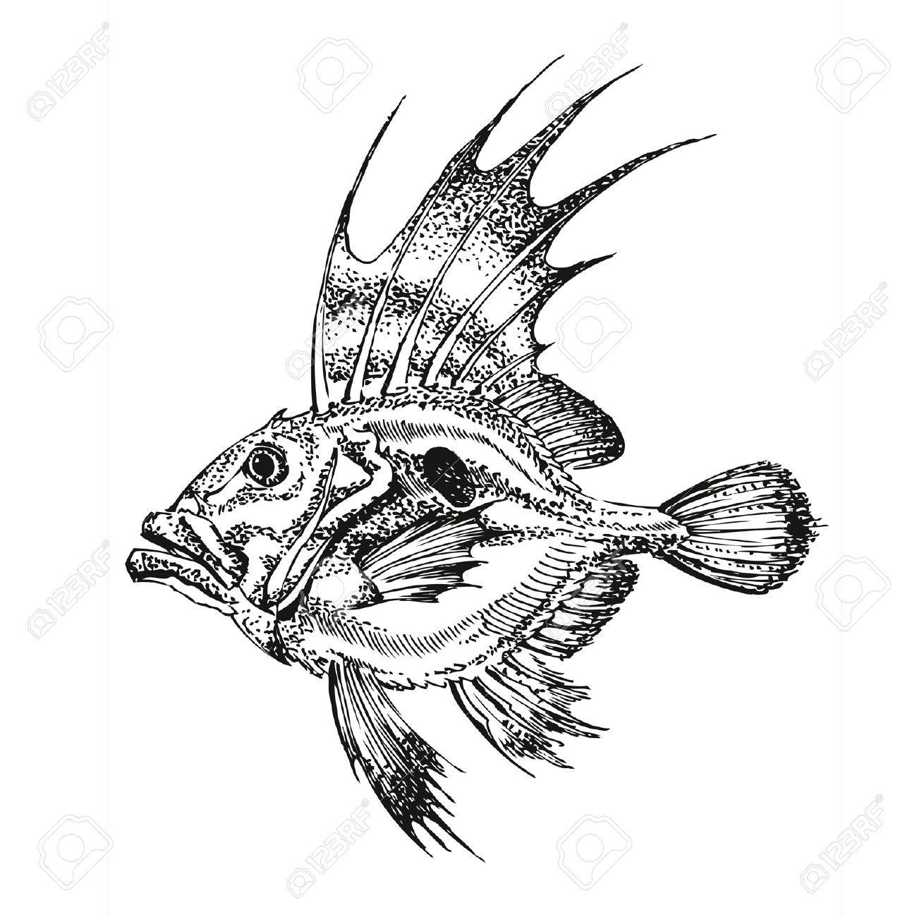 Fish Head Drawing at GetDrawings Free download