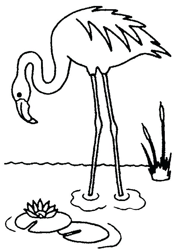 the-best-free-flamingo-drawing-images-download-from-413-free-drawings