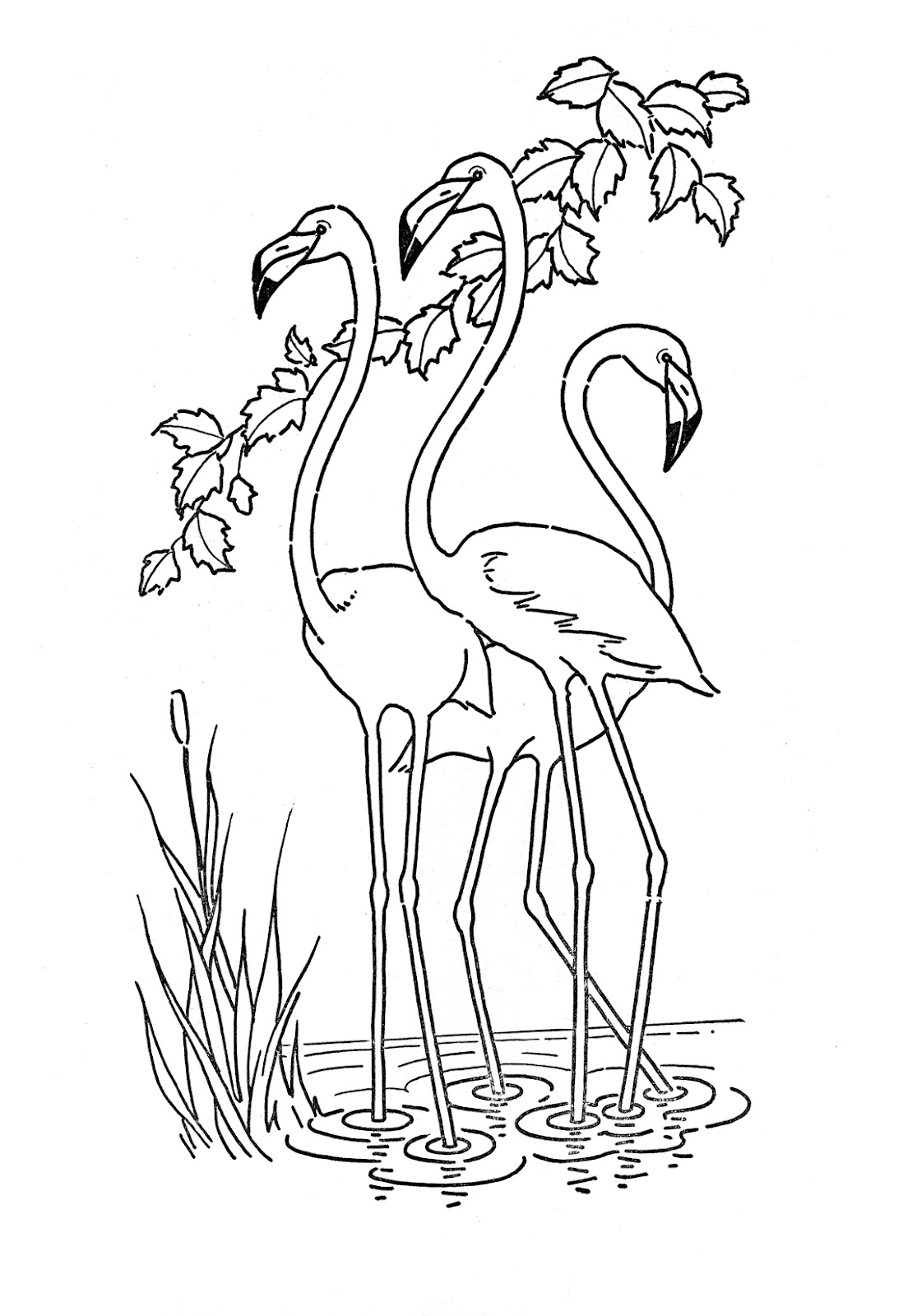 Flamingo Drawing Template At GetDrawings Free Download