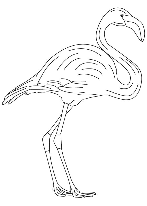 Flamingo Drawing Template at GetDrawings Free download