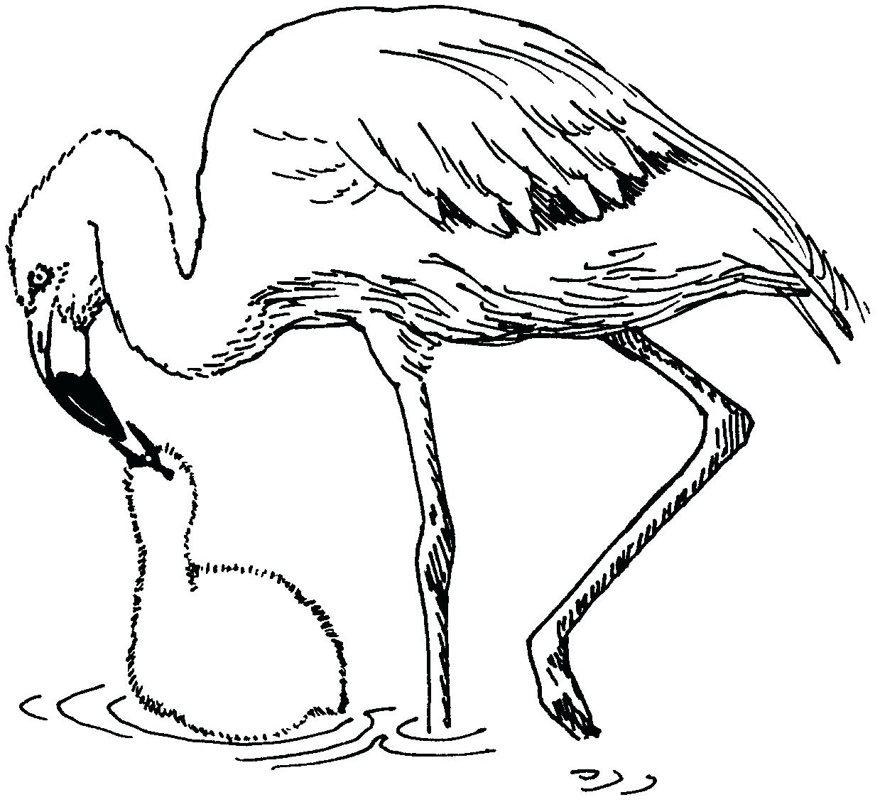 flamingo-drawing-template-at-getdrawings-free-download