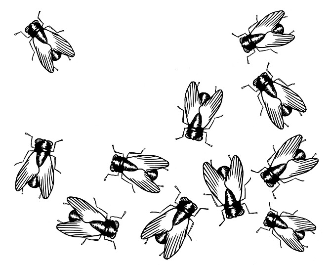 Flies Drawing At Getdrawings 