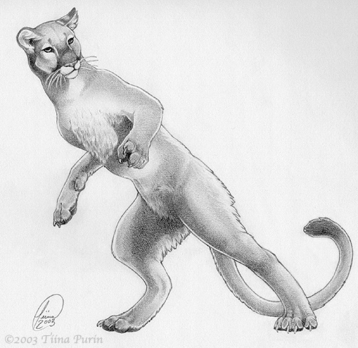 Florida Panther Drawing at GetDrawings | Free download