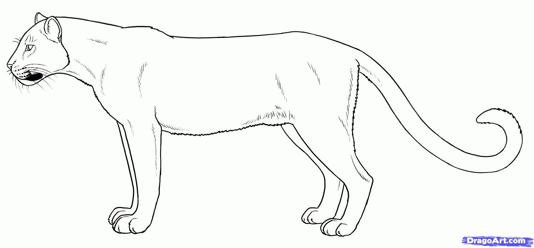 Florida Panther Drawing at GetDrawings | Free download