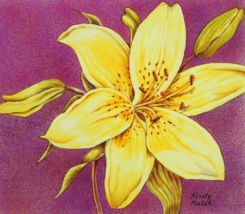 Beginner Easy Colored Pencil Drawings Of Flowers / Tulip flowers