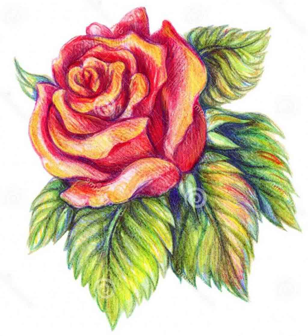 Flower Color Pencil Drawing At Getdrawings Free Download Followed by a white pencil over the light green, also pressing hard, and over the yellow flowers. getdrawings com