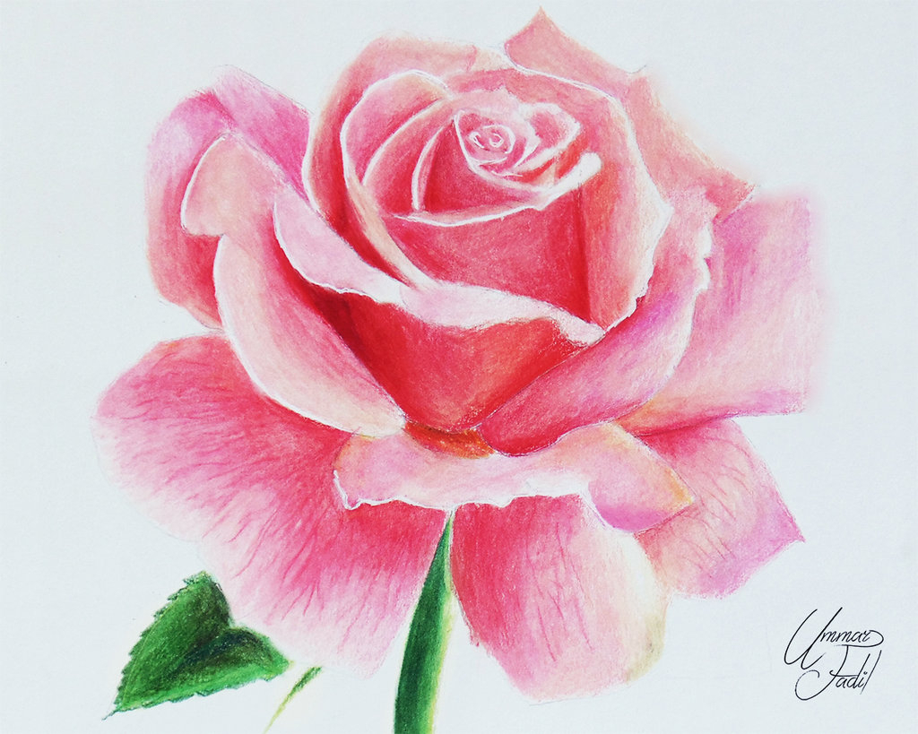 Flower Colour Pencil Drawing At Getdrawings Free Download This is just one of the see more ideas about flower drawing, drawings, flower doodles. getdrawings com