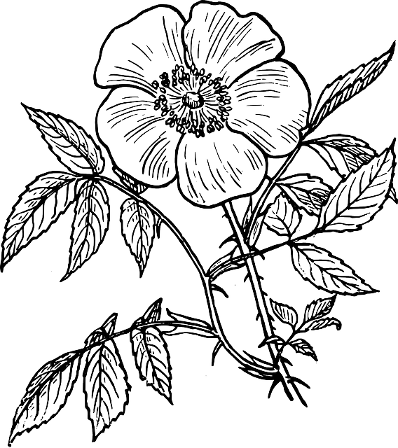 Flower Drawing Outline at GetDrawings | Free download