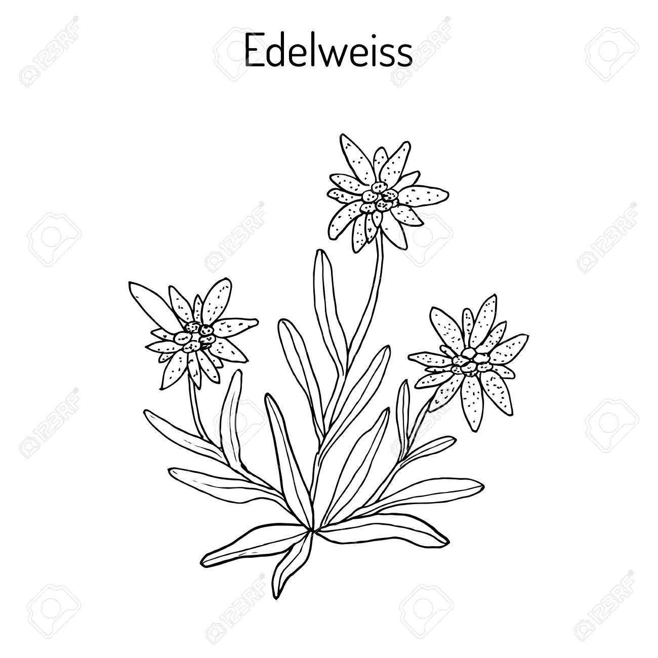 Flower Growing Drawing at GetDrawings.com | Free for personal use