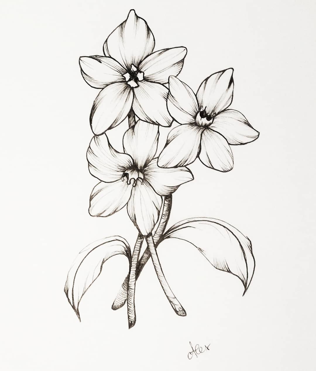 Flower Ink Drawing at GetDrawings Free download