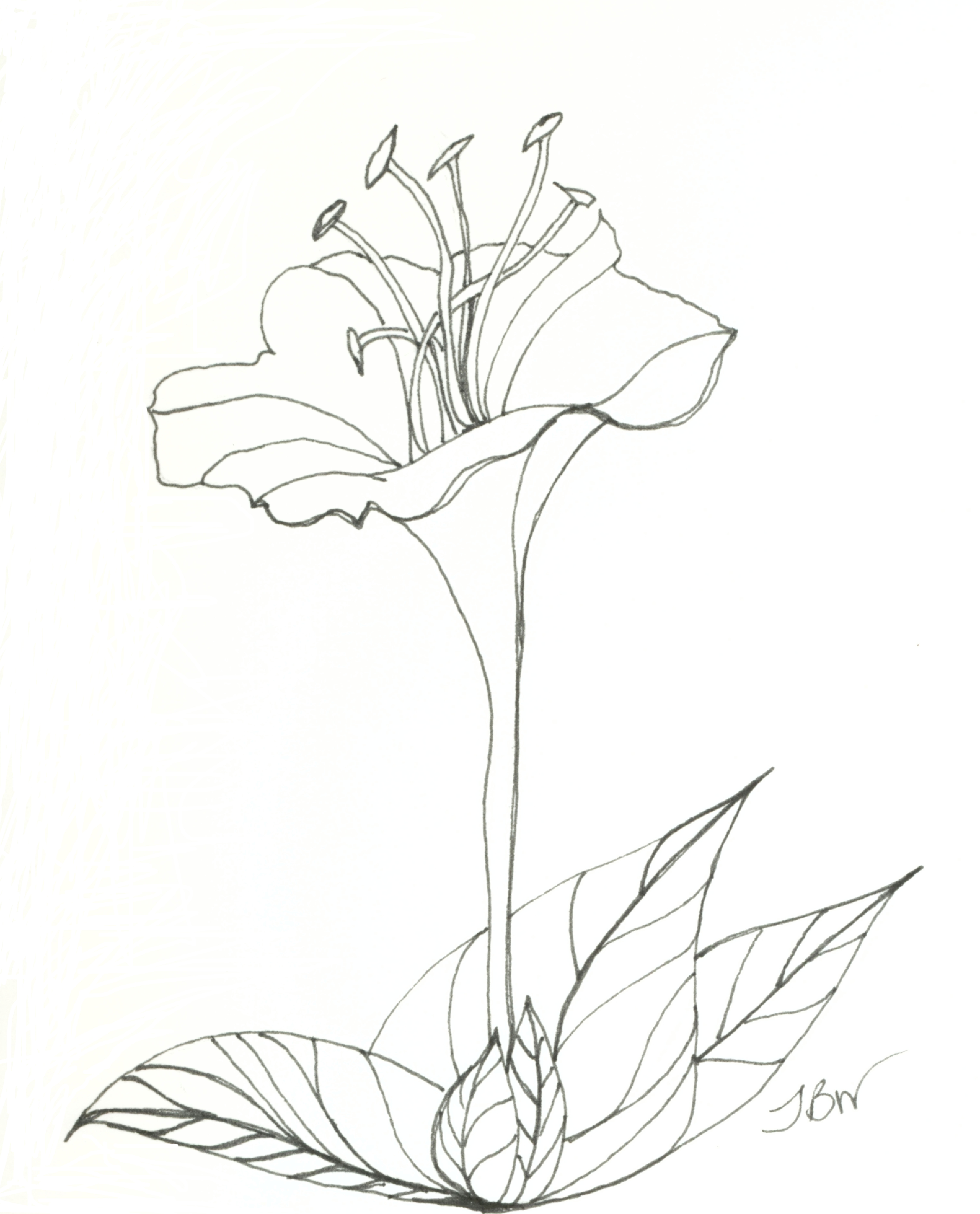 Flower Pen Drawing At Getdrawings Free Download