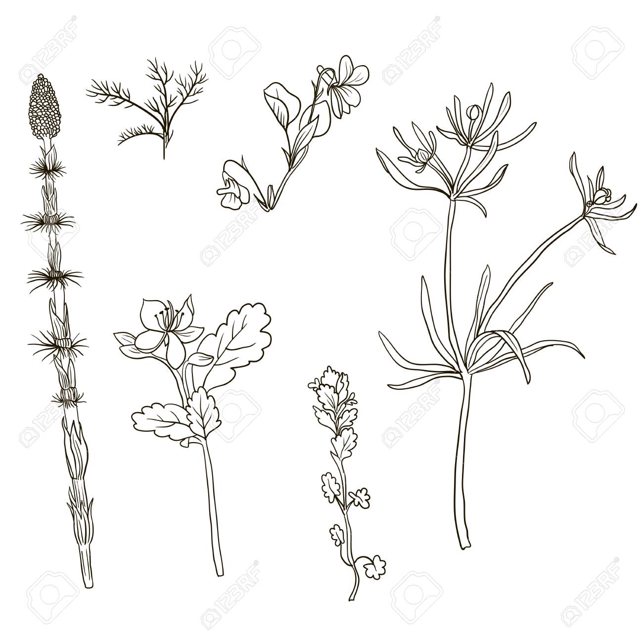 Flower Roots Drawing at GetDrawings Free download