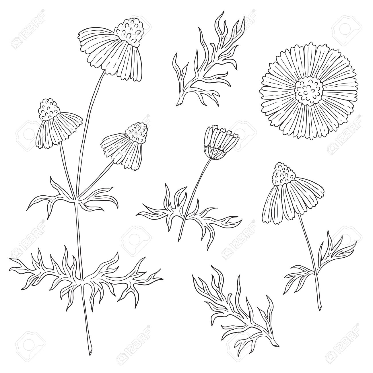 Flower Stem Drawing at GetDrawings Free download