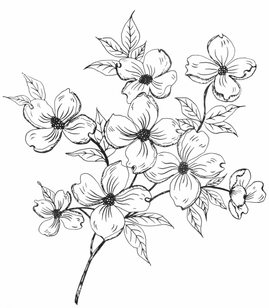 Flowering Tree Drawing at GetDrawings Free download