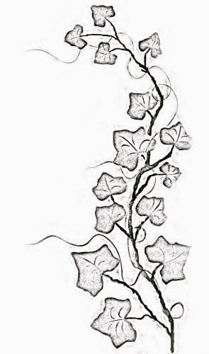 Flowers And Vines Drawing at GetDrawings | Free download