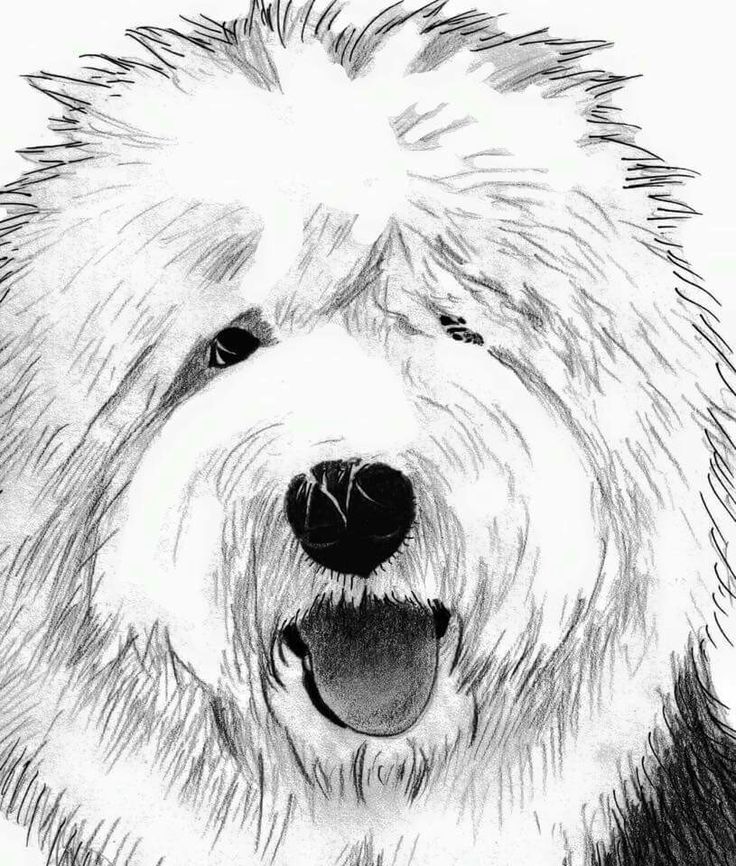 Fluffy Dog Drawing at GetDrawings Free download