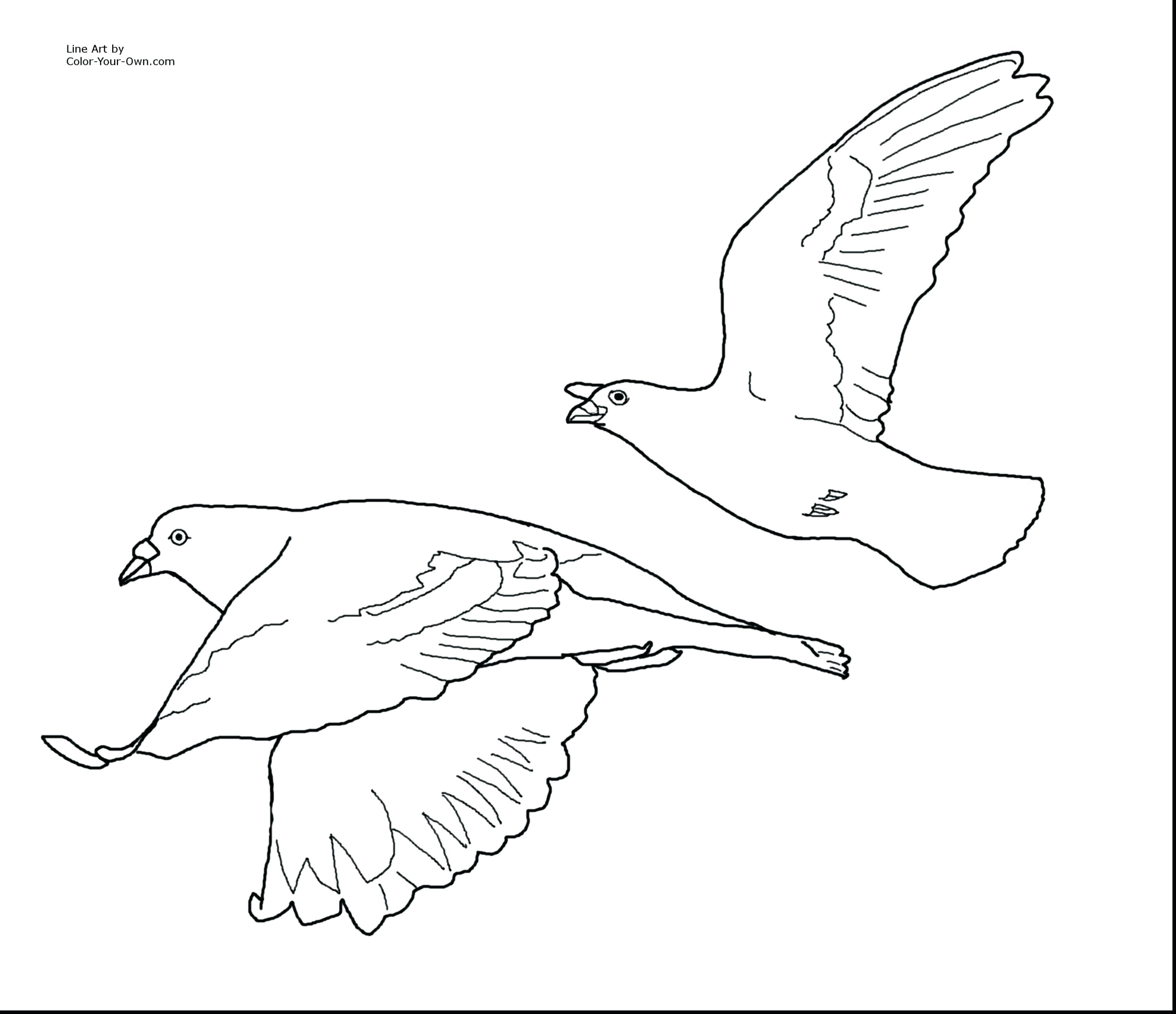 Flying Bird Line Drawing at GetDrawings Free download