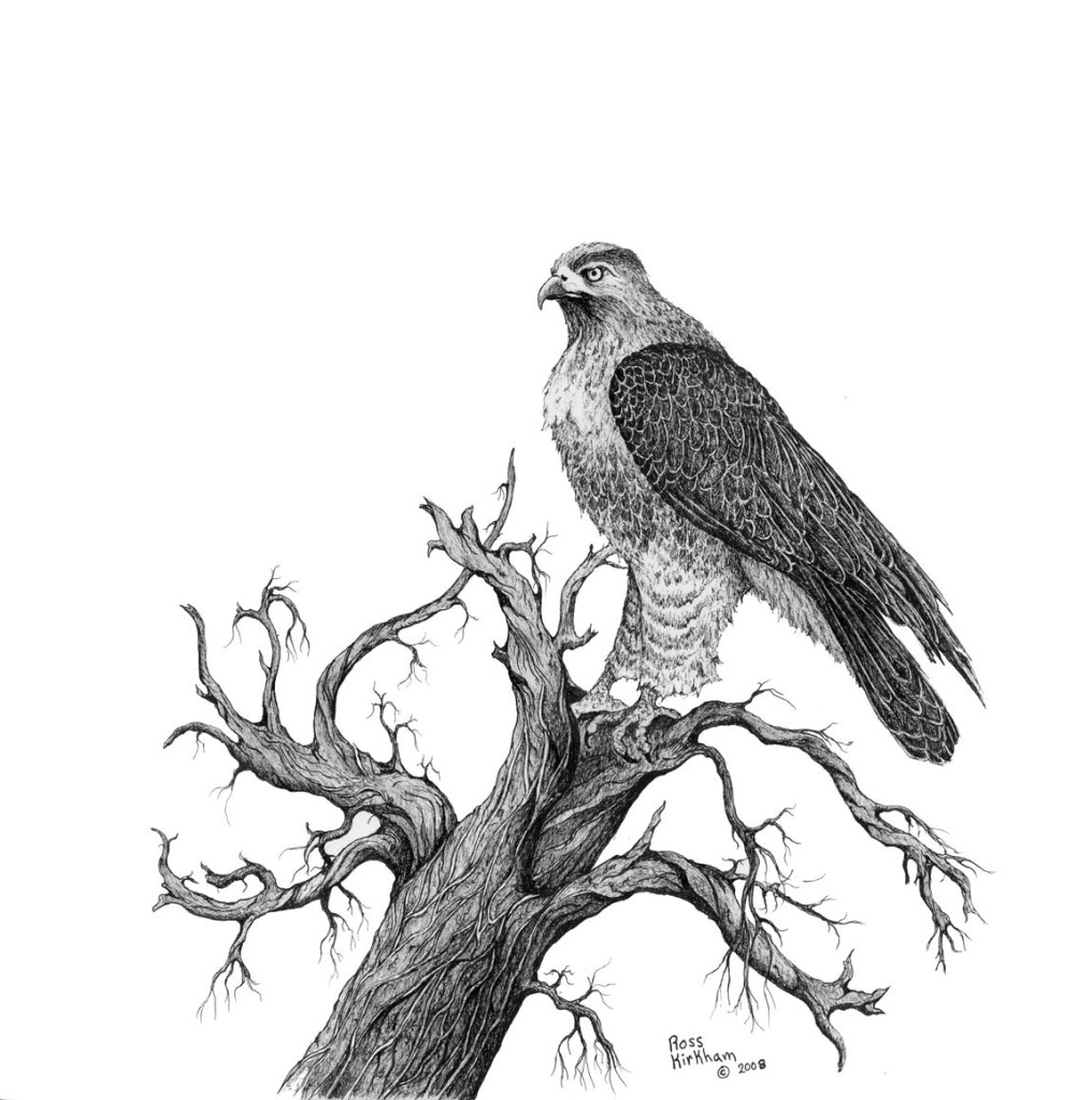 Flying Hawk Drawing at GetDrawings Free download