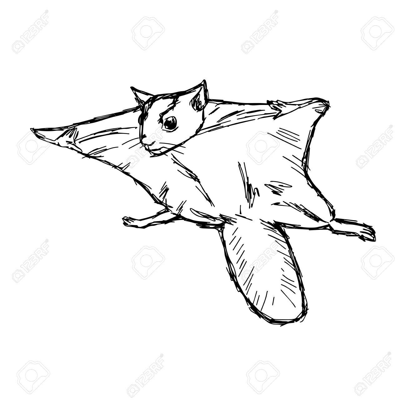 Flying Squirrel Drawing at GetDrawings Free download