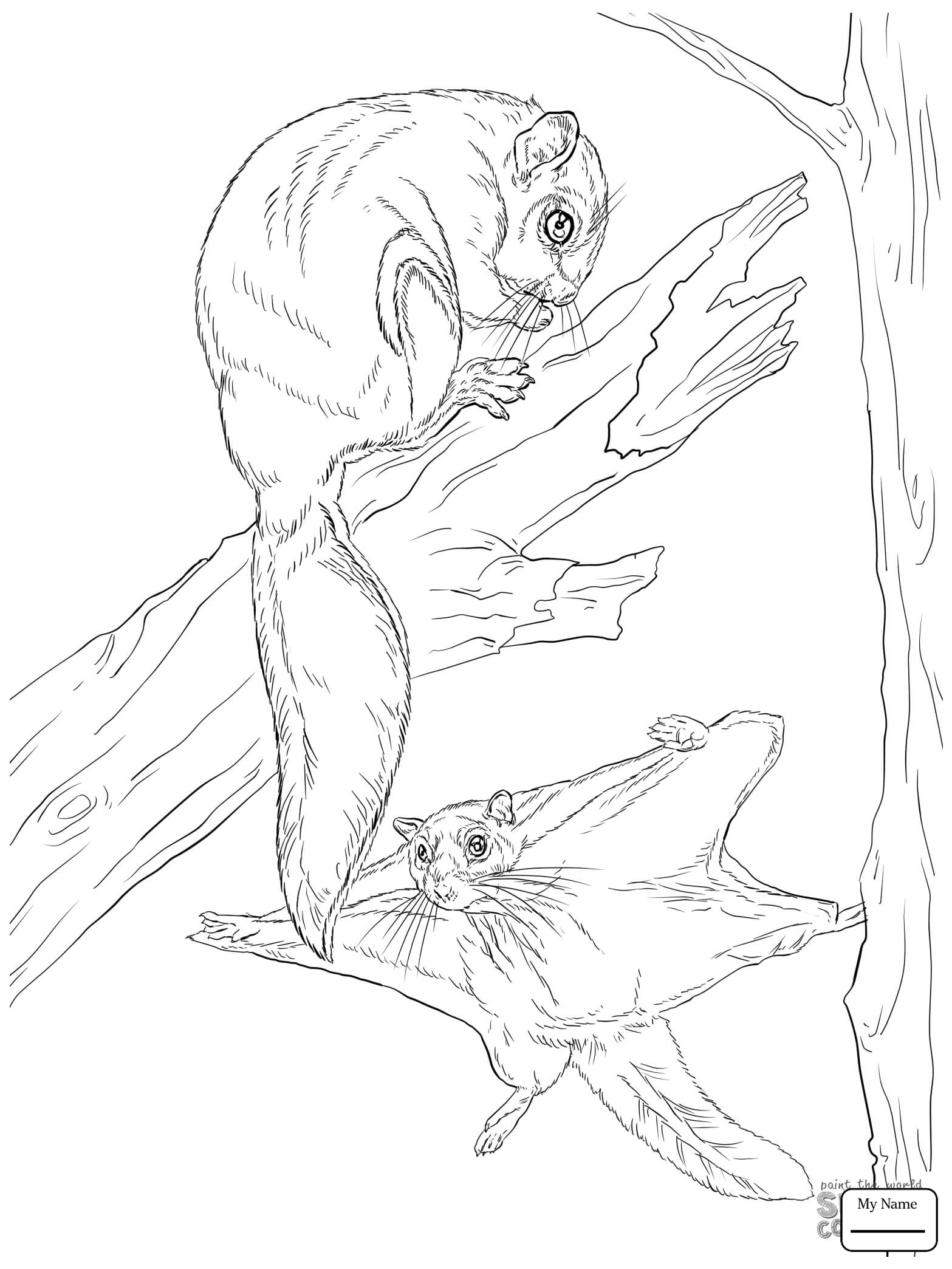 Flying Squirrel Drawing At GetDrawings Free Download