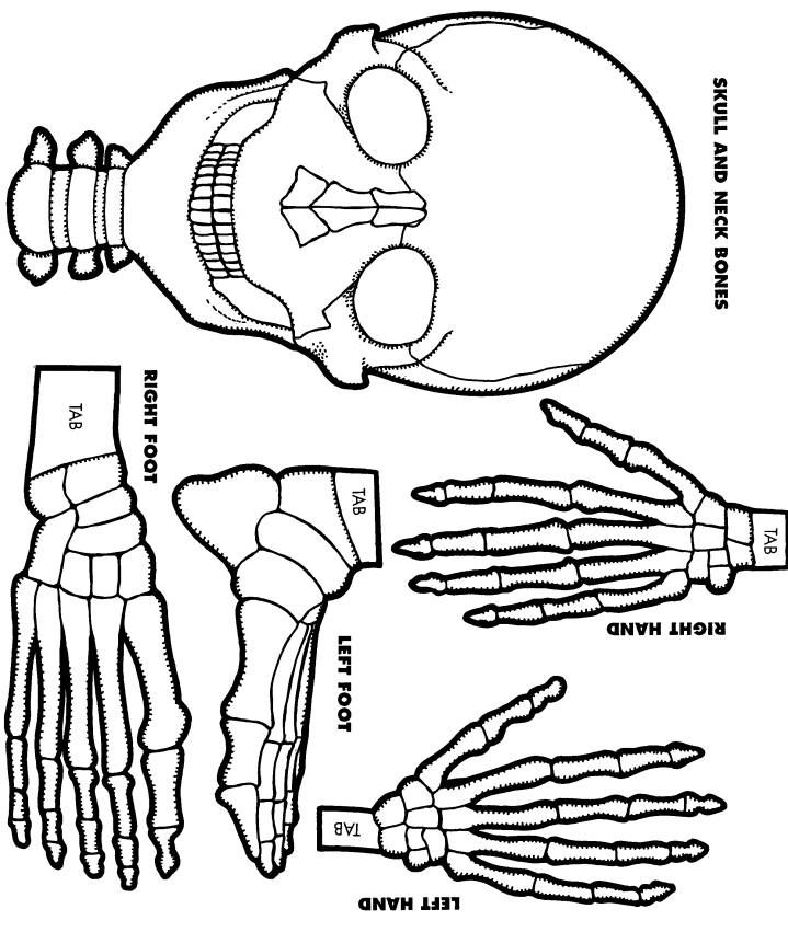Foot Skeleton Drawing At GetDrawings Free Download