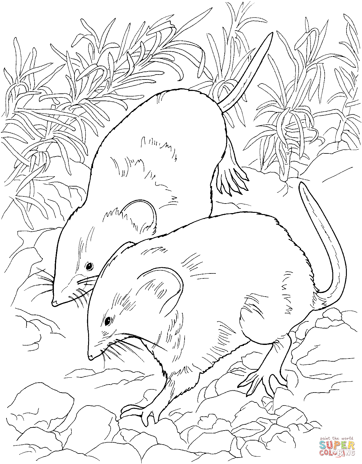 Forest Habitat Coloring Pages Coloring Pages