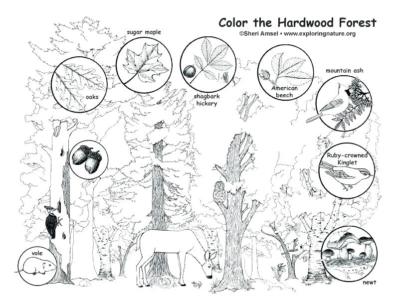 Forest Habitat Drawing at GetDrawings | Free download