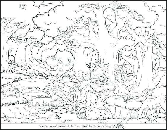 Forest Habitat Drawing at GetDrawings | Free download
